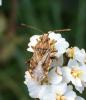 Stictopleurus sp.